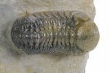 Multi-Toned Austerops Trilobite - Ofaten, Morocco #359603-1